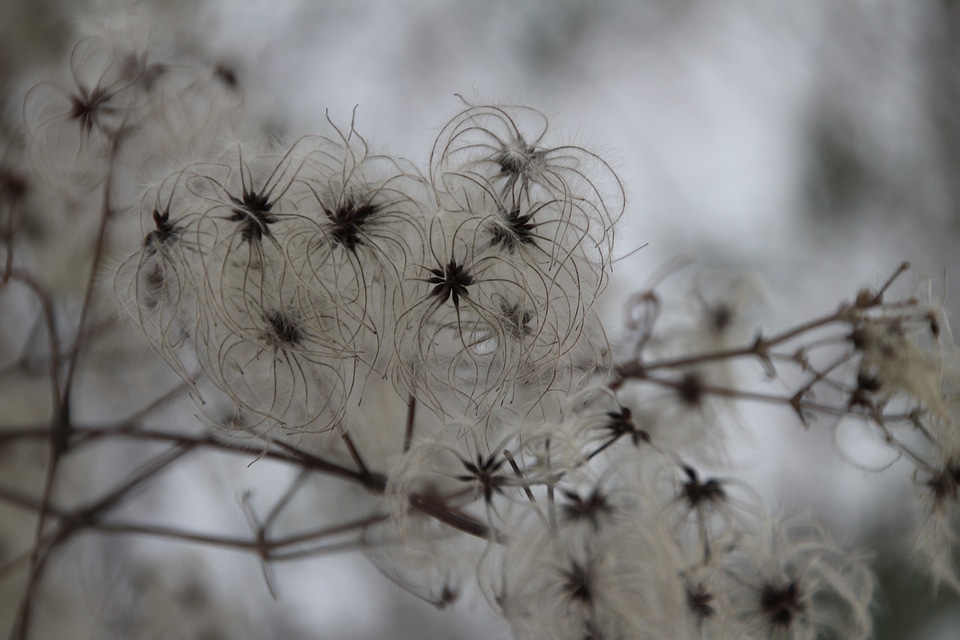 Blossom bloom plant