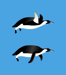 Bird Fauna Beak Penguin