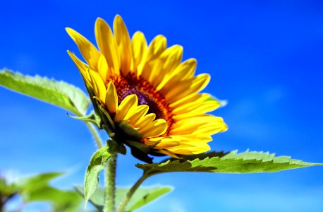 Flower Sunflower Yellow Sky photo