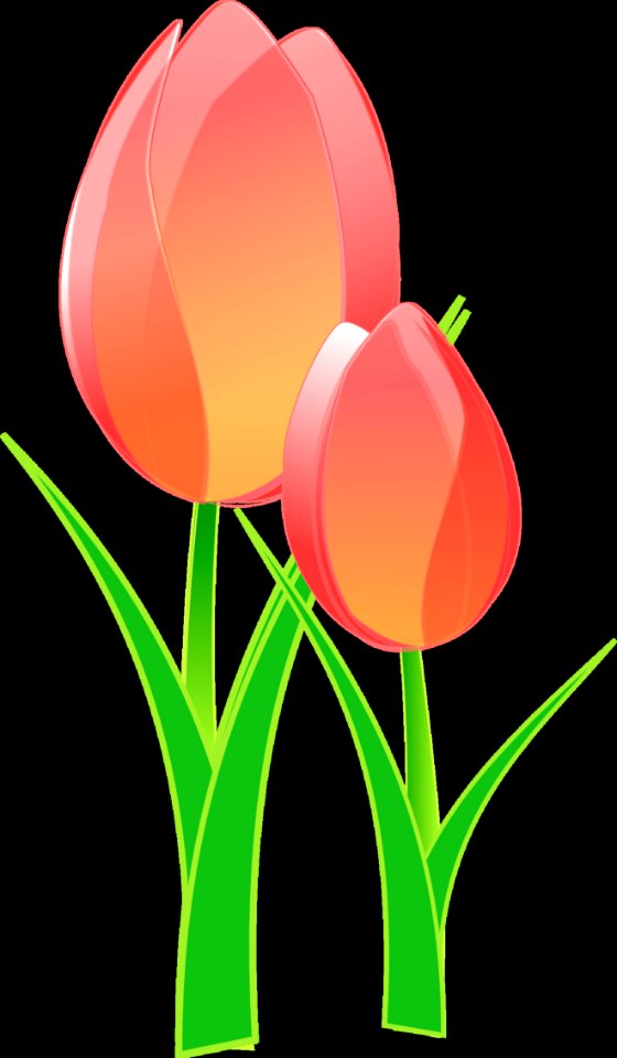 Flower Flowering Plant Tulip Plant