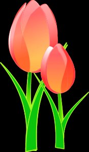 Flower Flowering Plant Tulip Plant
