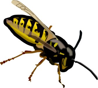 Insect Invertebrate Membrane Winged Insect Pest