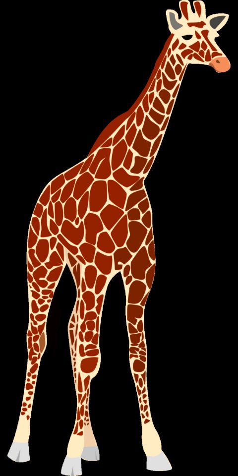 Giraffe Giraffidae Terrestrial Animal Mammal