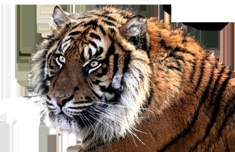 Tiger Wildlife Mammal Fauna