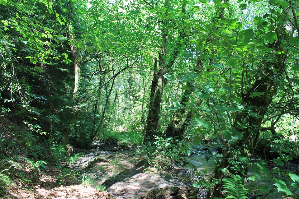 Green greenery nature