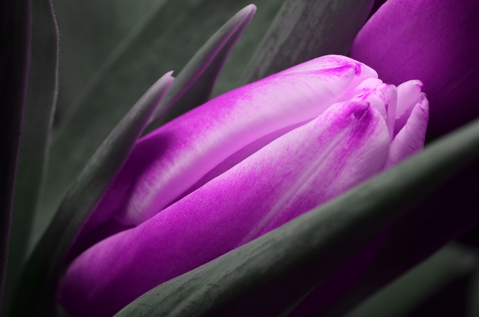 Tulip purple flower