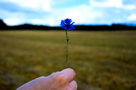Blue Flowers