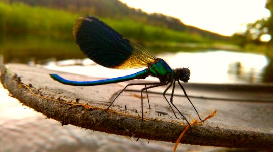 Dragonfly photo