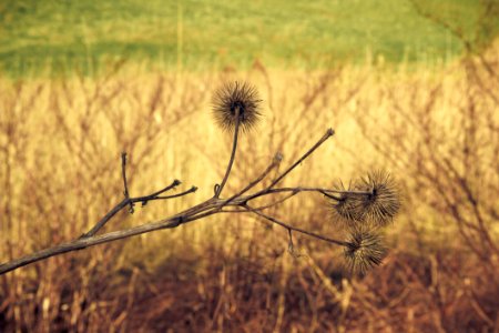 Dry Branch photo