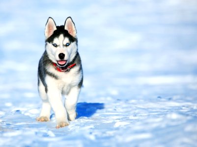 Husky Puppy In Snow photo