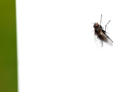 A Fly On A Door