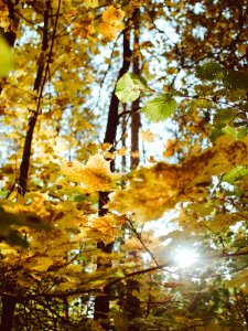 Autumn Colored Leaves