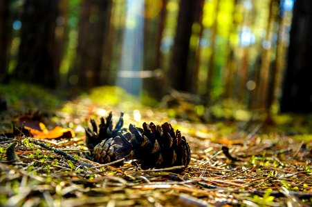 Forest