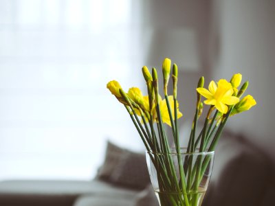 Daffodils Flowers photo