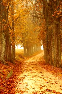 Path Through Autumn Forest photo