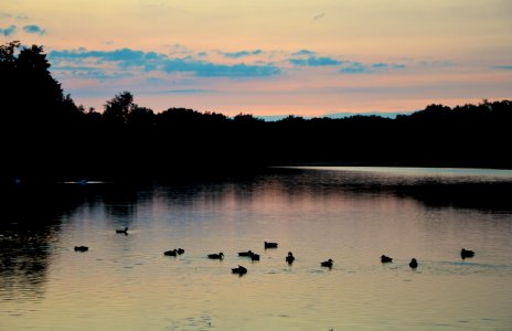 Ducks On Lake photo