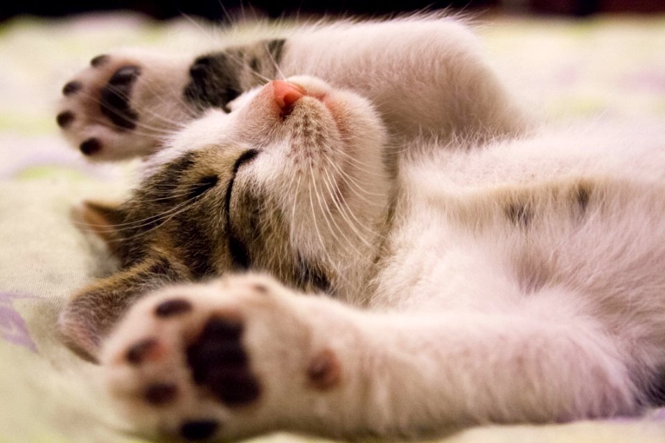 Portrait Of Sleeping Kitten