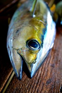 Marine Biology Seafood Ray-finned Fish Fin