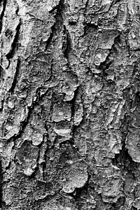 Texture bark black and white photo
