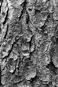 Texture bark black and white