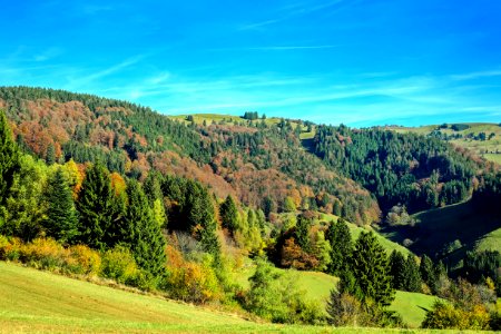 Forest On Hillside photo