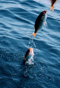Fishing