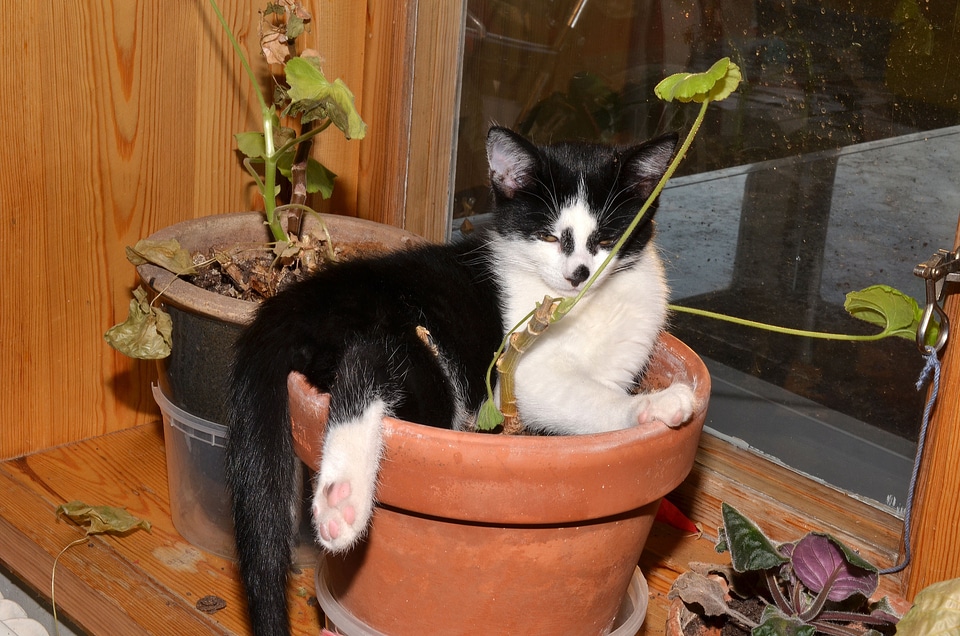 Cat flower pot animals