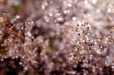 Defocused Image Of Christmas Tree photo