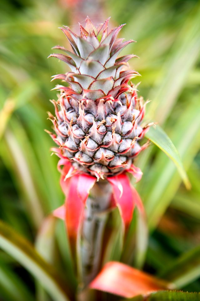 Flower Plant Fruit Botany
