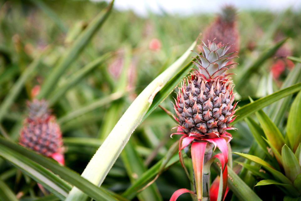 Plant Flower Terrestrial Plant Grass