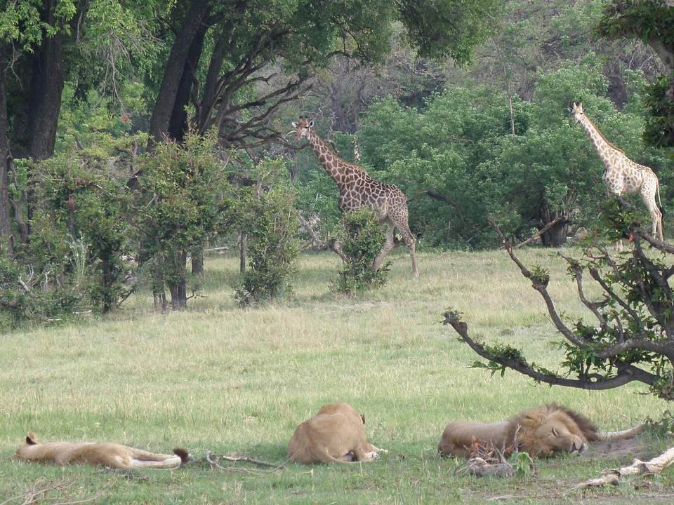 Okavango delta lions giraffes