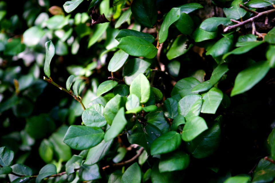 Plant Leaf Branch Terrestrial Plant