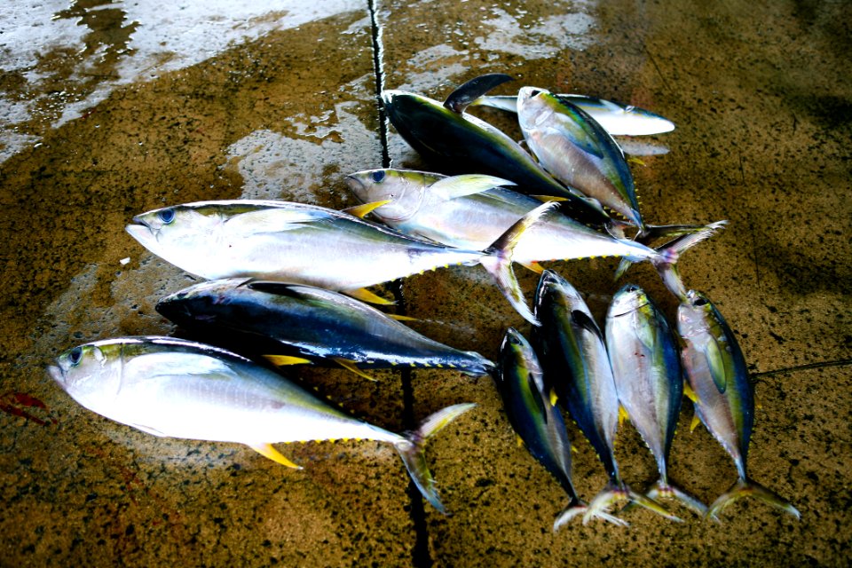 Nature Organism Sunlight Food