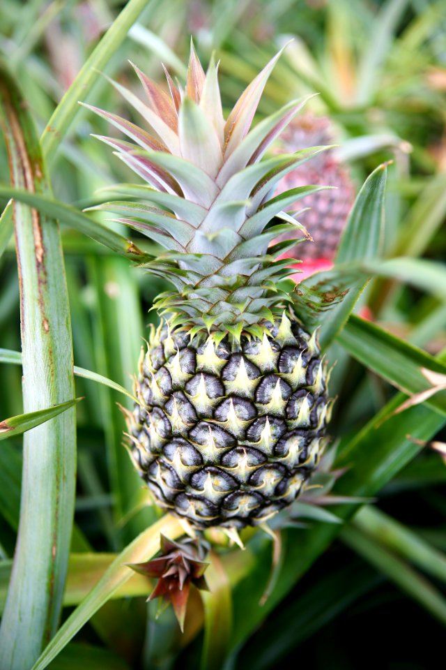 Plant Pineapple Food Ananas