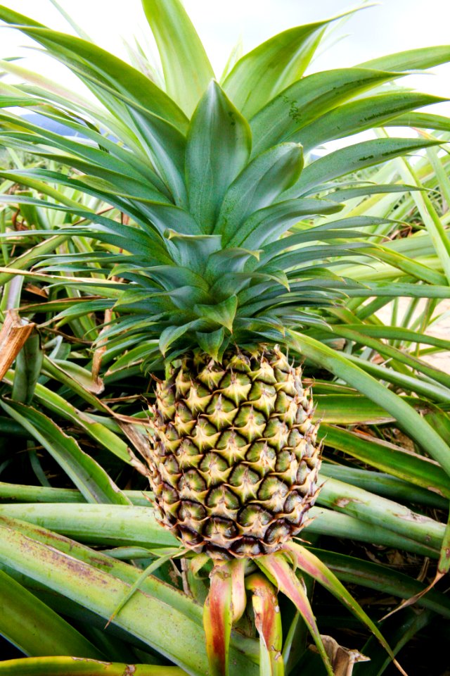 Pineapple Plant Natural Material Ananas