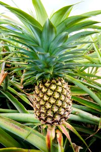 Pineapple Plant Natural Material Ananas photo