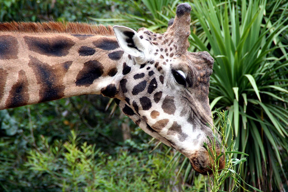 Animal mammal africa
