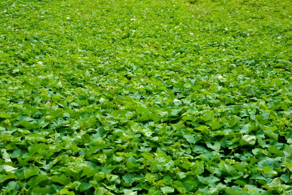 Plant Leaf Natural Landscape Aquatic Plant