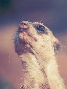 Desert nature zoo