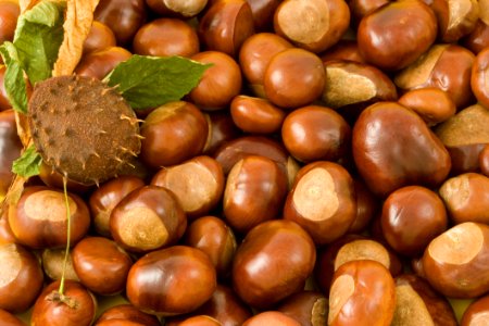 Chestnut Nuts amp Seeds Natural Foods Nut