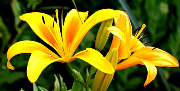 Flower Plant Yellow Lily