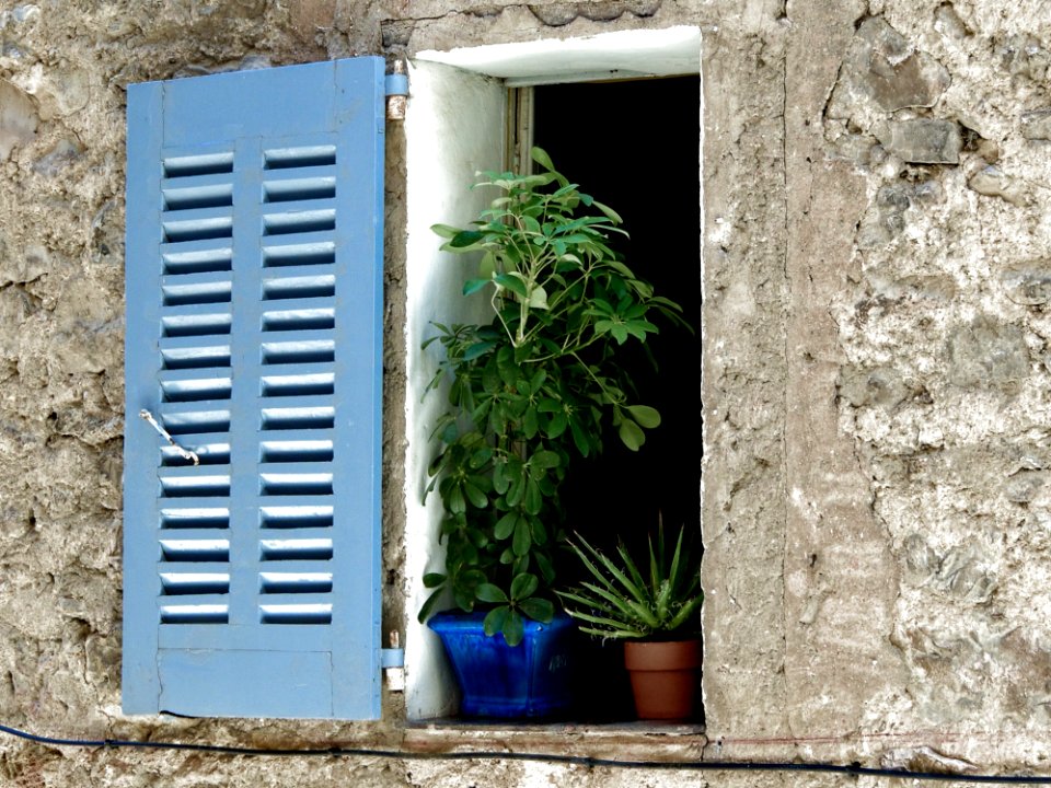 Plants In A Window
