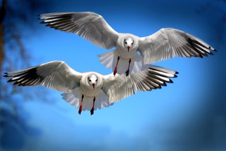 Two White And Black Bird Flying During Daytime photo