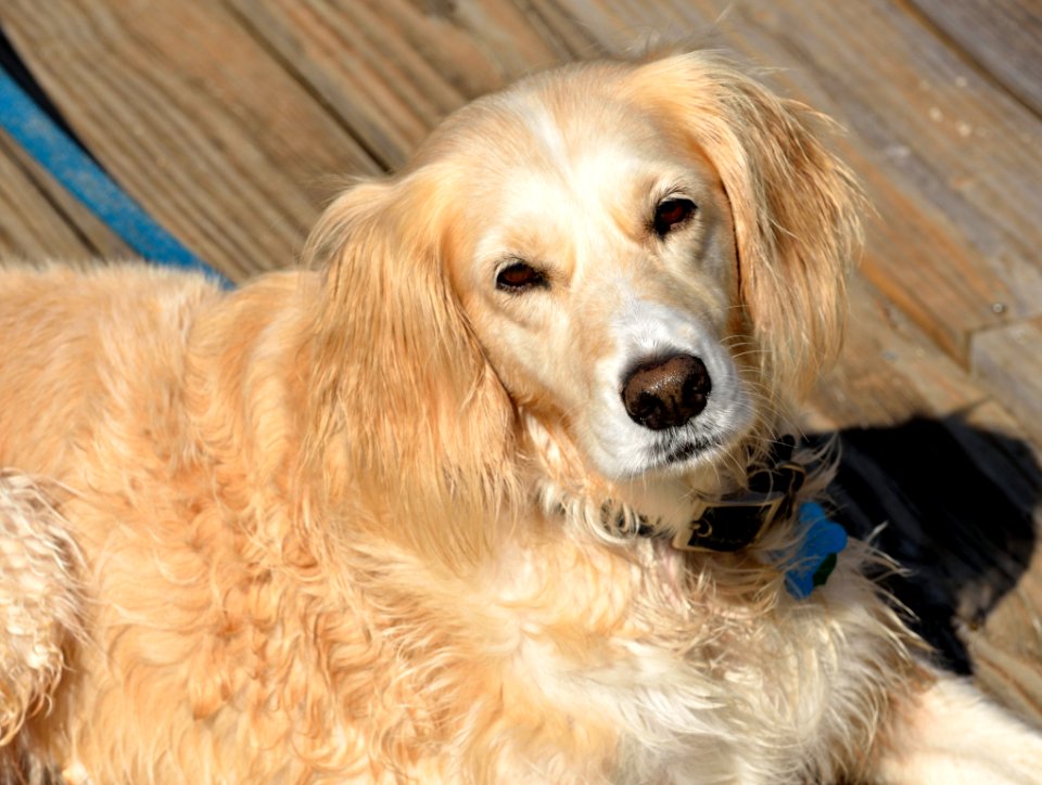 Portrait Of Golden Retriever
