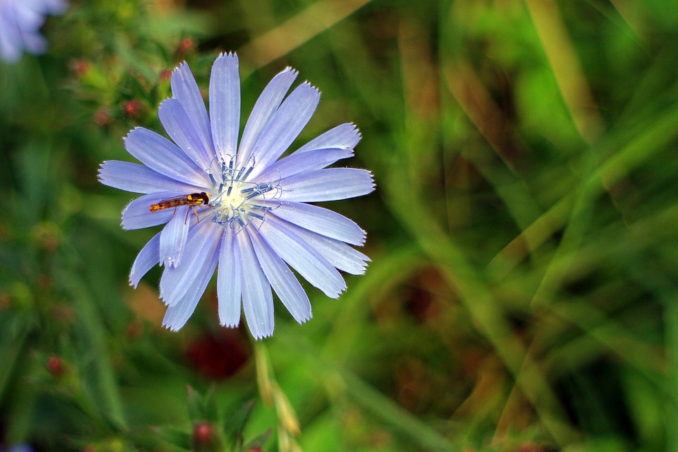 Bloom flower ordinary chicory
