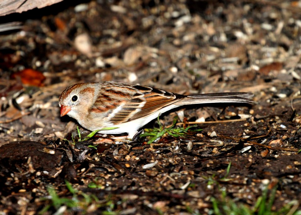 Brown And White Small Bird photo