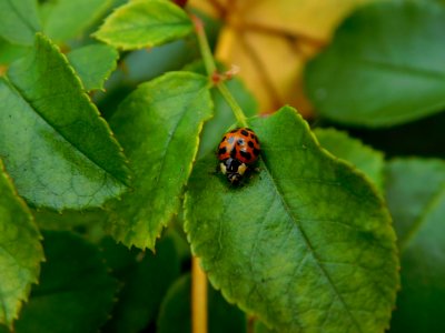 Ladybug On Green Leaf photo