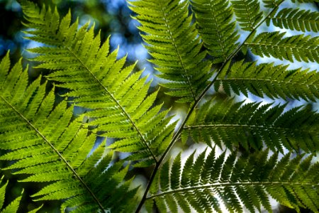 Green Leaf Plant Close Up Photo