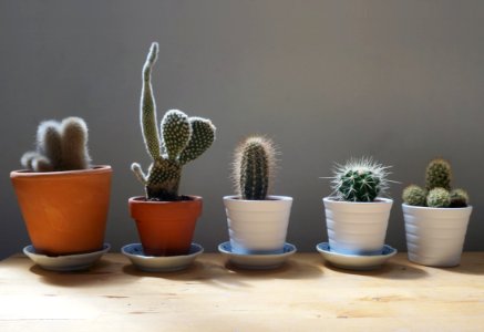 Cactus Plants In Pots photo