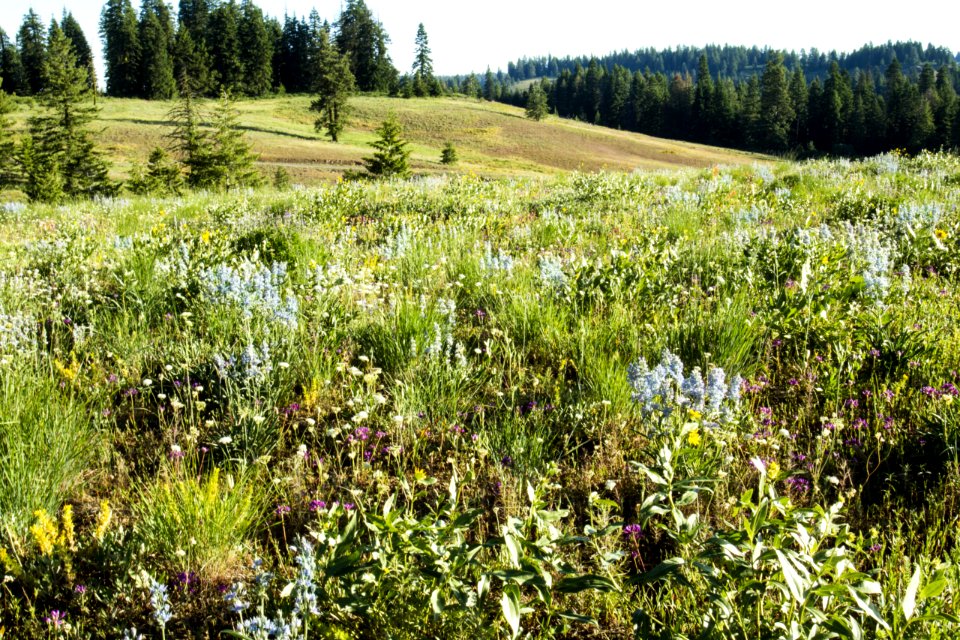 High Mountain Meadow Wallowa - Whitman Mountains Oregon